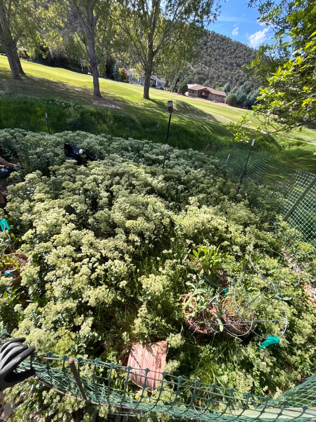 Yard transformation — before